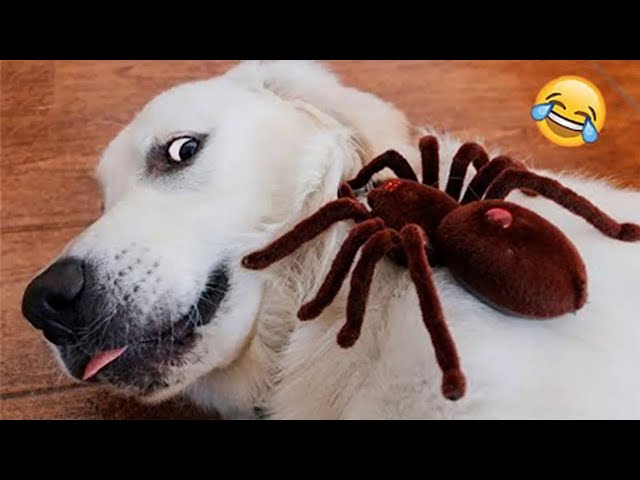 Funniest Animals 2024 🤣😅 New Funny Cats and Dogs Videos 😸🐶 Part