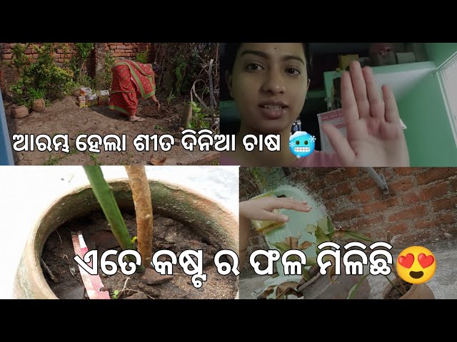 Aarambha Hela Sita Dinia Chaasa🥶🌾। odia vlog।  shortsofmonali #vlog #dailyvlog #odiavlog