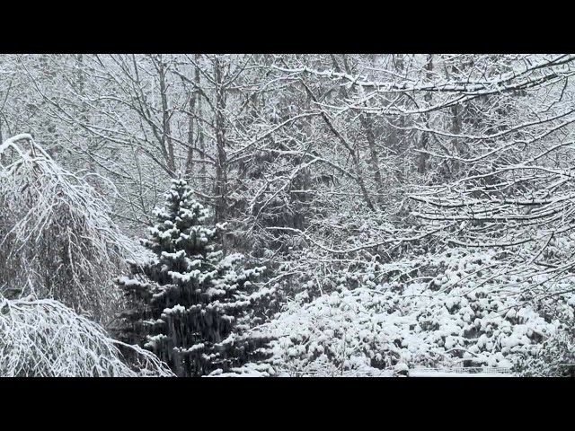 Relaxing Video - Snowy Afternoon