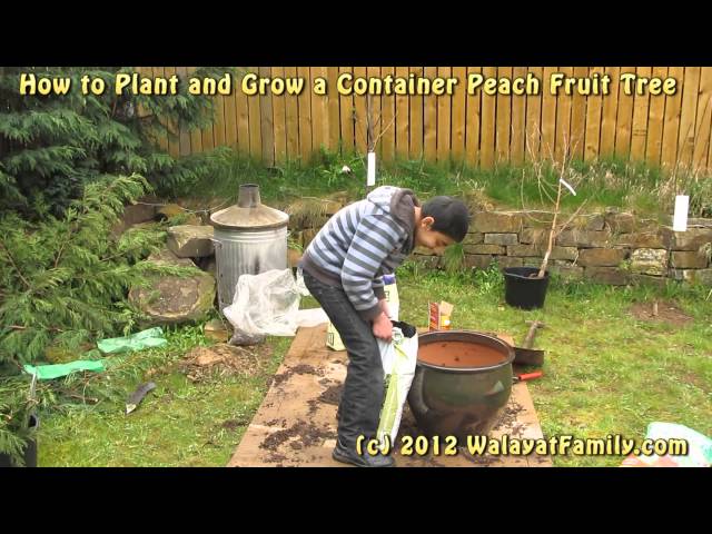 How to Plant and Grow Container Peach Fruit Tree Mr Bean Style