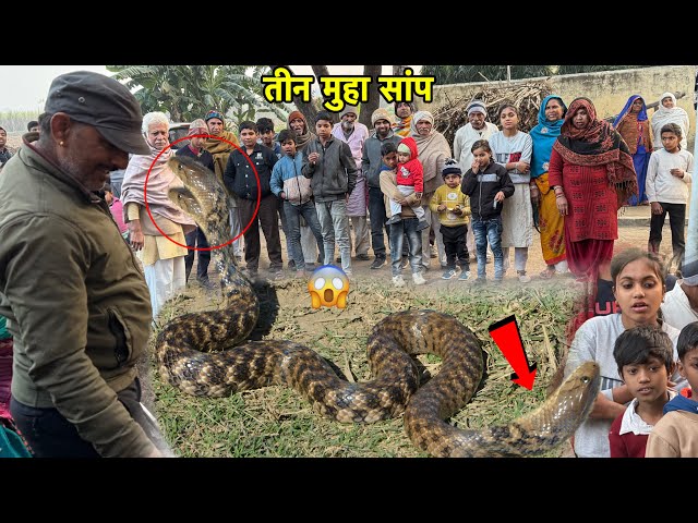 बहुत ही तेज काटने वाला सांप | checkered keelback snake Rescue (Non Venomous) Water Snake