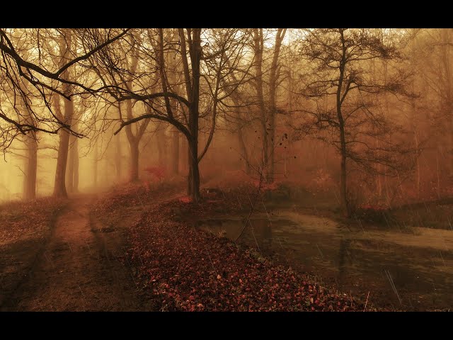 Fog Ambience / Creepy Forest With Rain | Relaxing Fall Forest With Light Rain for sleep and study