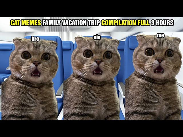 CAT MEMES FAMILY VACATION TRIP COMPILATION FULL 3 HOURS