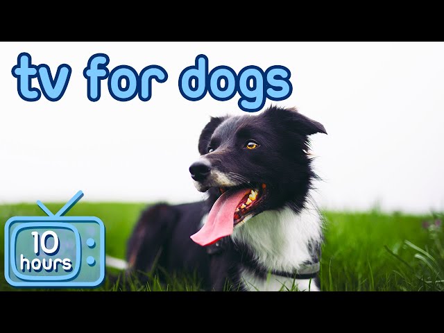 TV FOR DOGS: The BEST Entertainment for Your Bored Dog!