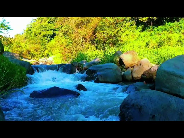 Magical sounds of the forest, Beautiful Water River Sounds, Goodbye Stress to Deep Sleep Instantly