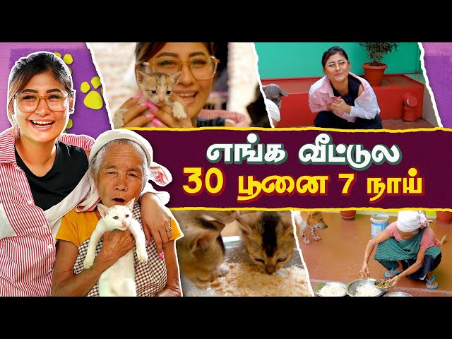 எங்க  வீட்டுல 30 பூனை 7 நாய் | Assam Pet Vlog | Sunita Xpress