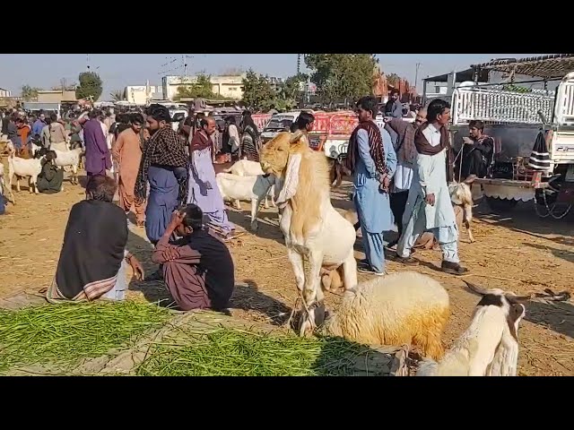 New Goats and Sheep Arrive  #Fuzzy #FarmFresh #AnimalLovers #SheepSquad #VlogLife #AnimalEncounters