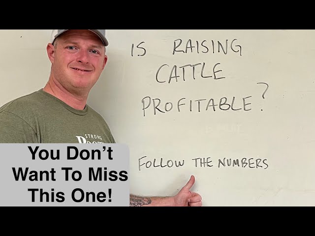 Making a Profit on a Small Farm or Homestead with Cattle. (Financial Plan Explained)