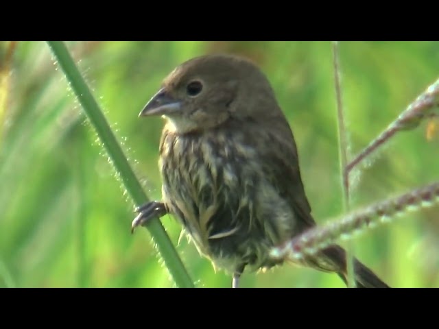 Fêmea de tiziu na Natureza Selvagem