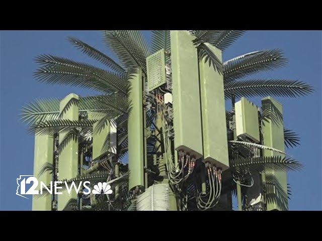 Cell towers disguised as cacti, palm trees are made at this Arizona business