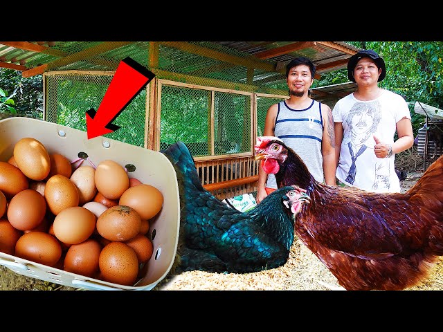 Backyard Farm Tour in Cebu: Raising Unique Chicken Breeds for Eggs & Meat!