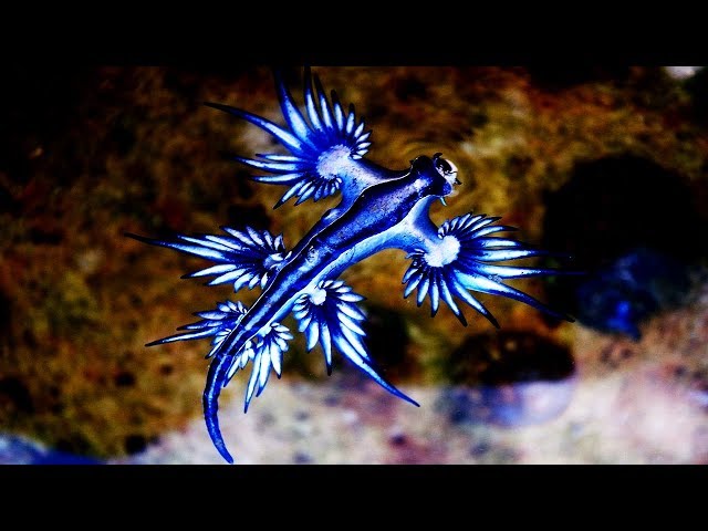 The Real Life Sea Dragon