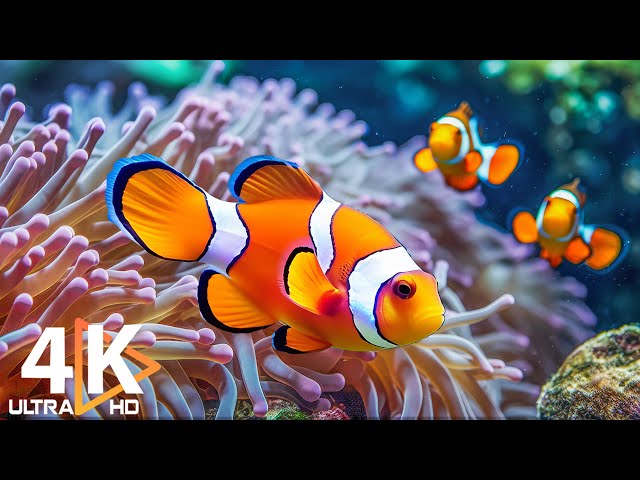 Aquarium 4K VIDEO (ULTRA HD) 🐠 Stunning Coral Reefs & Relaxing Melodies for Tranquility