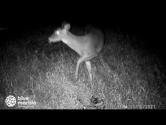 Trail Cam Video | Deer | Exploring Nature