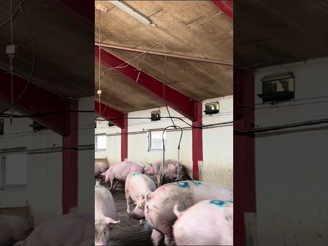 Piglet Happiness Caught on Film #EpicFarm #PigJoy