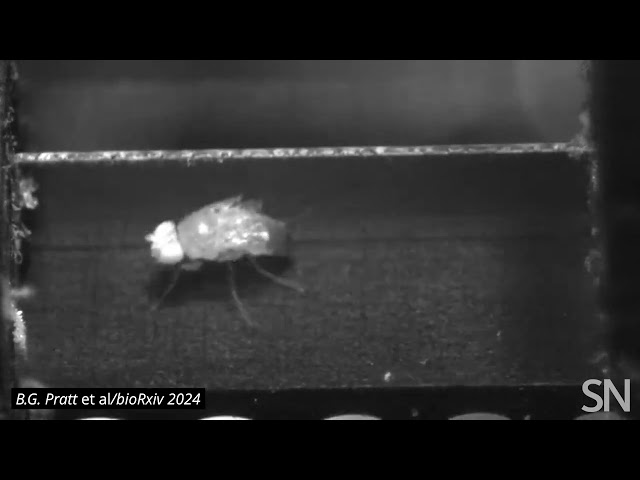 Watch a fruit fly run on a treadmill | Science News