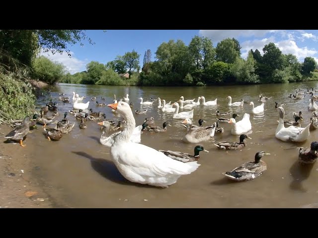 VR180 3D DUCKS AND GEESE