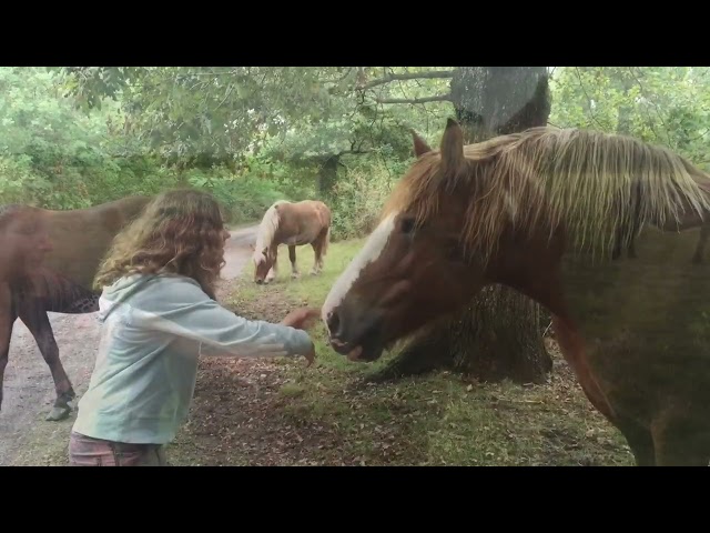 foire aux chevaux 2016 réalisation ydan Sarciat sur Saubusse de 2014 a 2020