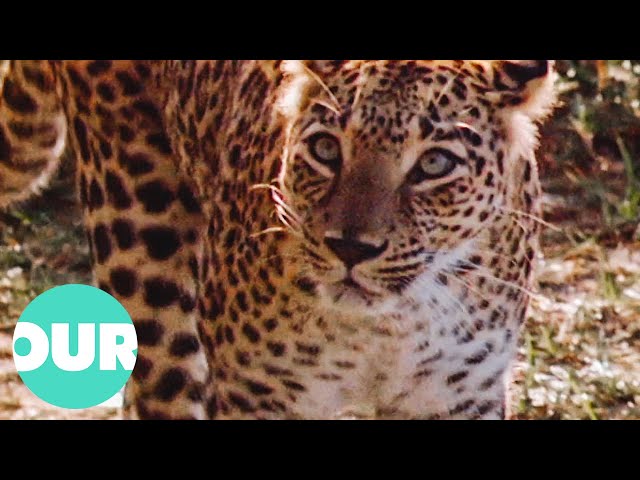 This Is Harriet, A Leopard Who Lives In A Tiger Sanctuary In Nepal | Our World