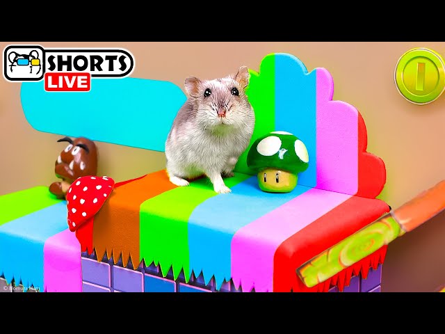 The Best Hamster Playgrounds and Maze Obstacle Courses - Shorts 🐹 Homura Ham Pets