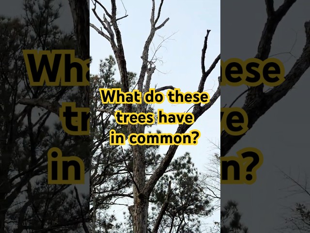 What do these trees have in common?  #forestry #treecutting #wetland