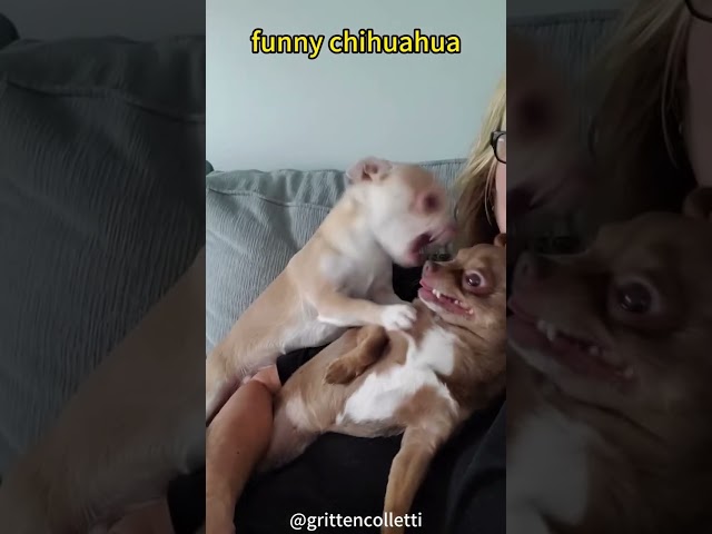 Funny chihuahua videos 😂😂😂#funnyvideo #dog #funnydog #chihuahua