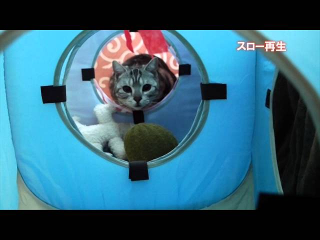 【ロケット噴射】アメショのピカソ。猛ダッシュする猫【驚き】