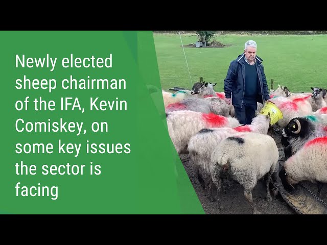 Newly elected sheep chairman of the IFA, Kevin Comiskey, on some key issues the sector is facing