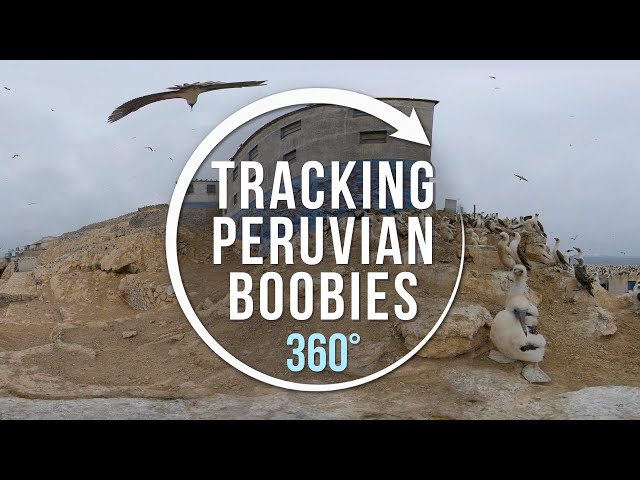 Tracking the Peruvian Booby | 360°