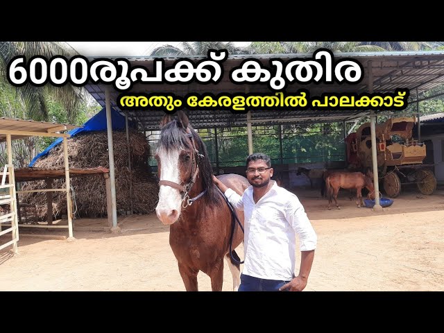 6000രൂപമുതൽ കുതിര പാലക്കാട്‌ വില്പനക്ക് |horse for sale from 6000rs