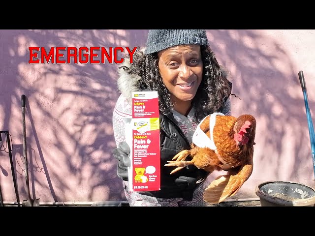 “I Had to Be the Vet  Emergency Rescue for a Hen with a Broken Wing!” 3