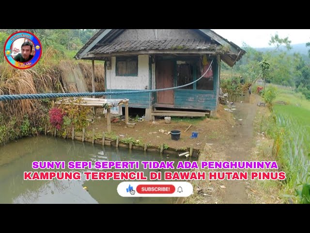 SUNYI SEPI SUASANA DI KAMPUNG INI, KAMPUNG TERPENCIL DI BAWAH HUTAN PINUS.