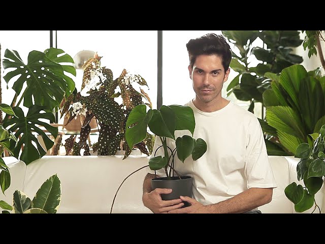 Como RIEGO mis PLANTAS de INTERIOR 🌱💧(no esperes más) [aprende hacerlo por ti mismo]