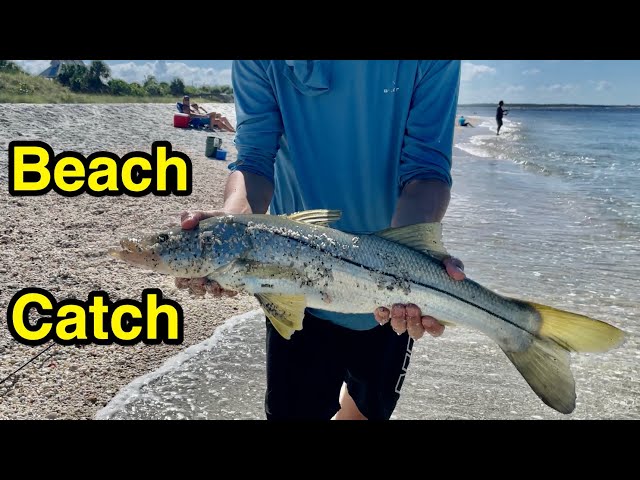 Catching giant snook right on the beach. Boca Grande snook fishing.