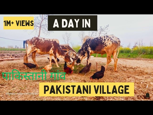 Pakistani Village Life | Daily Routine Vlog & Culture