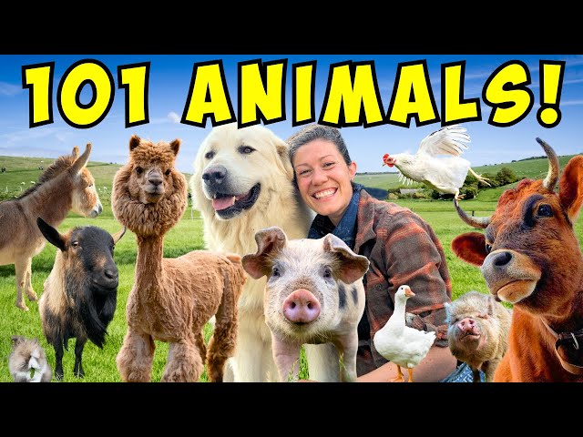 Morning Chores FARM TOUR! | Meet All My Animals!