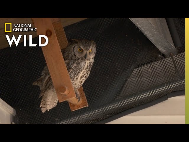 Taiger the Great Horned Owl | Alaska Animal Rescue