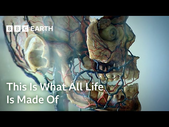 This Is What All Life is Made Of | Cell | BBC Earth Science