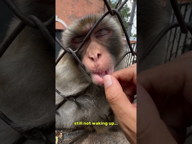 why this monkey?? #monkey #funny #animals #short #trending #viralvideo #dubbing