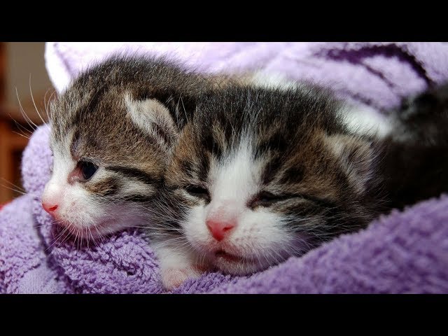 When Rescuers Looked Closer At This Cat Mothering Kittens, They Realized They’d Made A Big Mistake