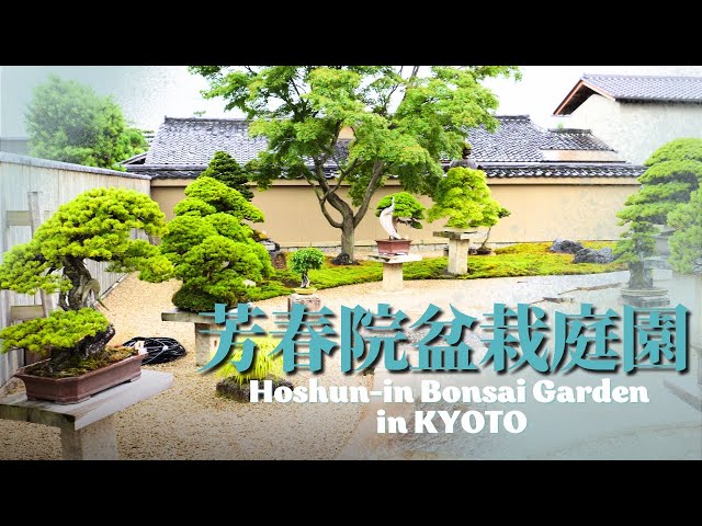 Hoshun-in Bonsai Garden Introduction - Bonsai Gathering in Ancient Kyoto -