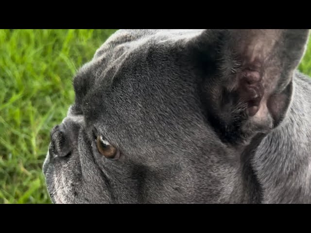 Frenchie named Roi #pets #dogs #animals