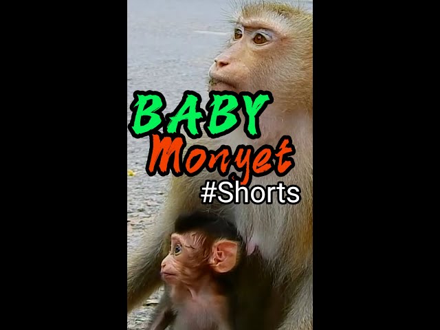 Baby Monyet #Shorts