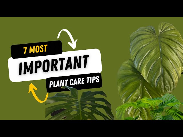 7 Most IMPORTANT Plant CARE TIPS you MUST know