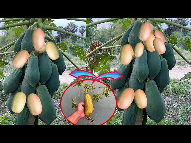 Grafting papaya with cucumber  skill get a lot of papaya with cucumber