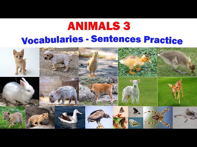 ANIMALS 3 | Vocabularies and Sentences Practice