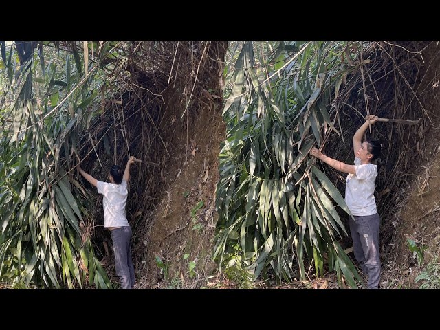 The Incredible Journey of a Widow Restoring an Abandoned Road #cleanup