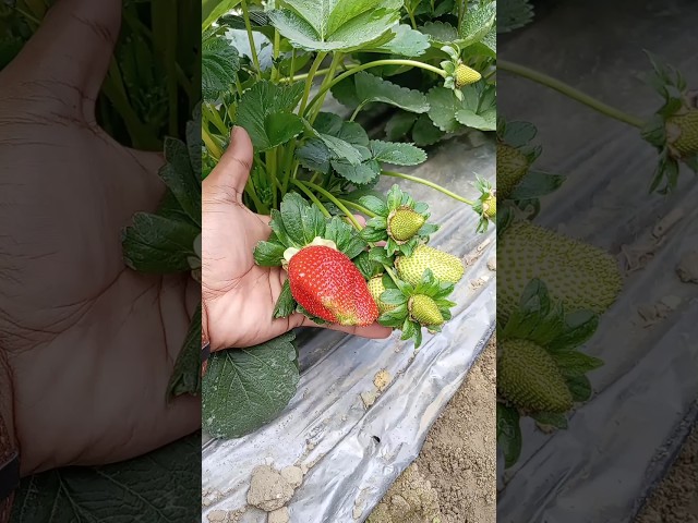 strawberry farming techniques.strawberry cultivation #shorts #short #shortvideo #stawberry