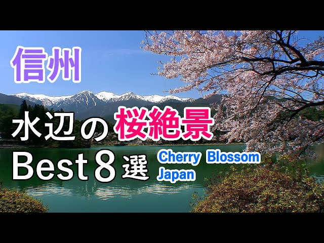 Top 8 best cherry blossom viewing spots by the water in Nagano, Japan [ 4K ]