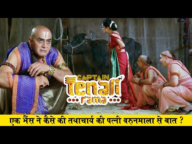 एक भैंस ने कैसे की तथाचार्य की पत्नी वरुनमाला से बात ? Tenali Rama ( तेनाली रामा) - Ep - 47 |